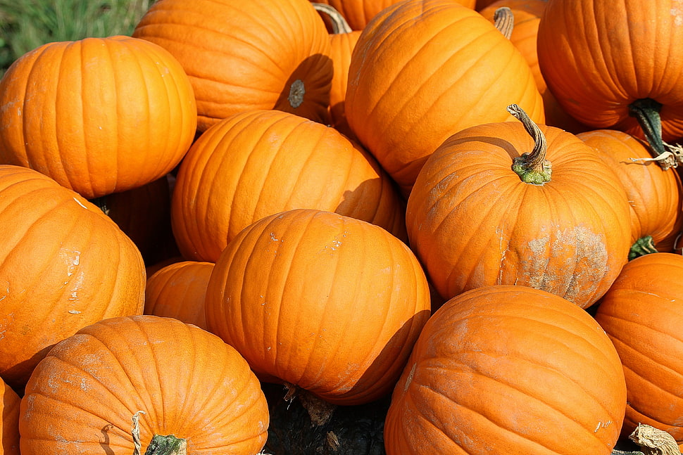 assorted pumpkin in a well lit area HD wallpaper