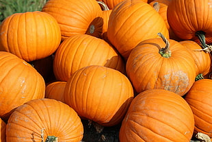 assorted pumpkin in a well lit area