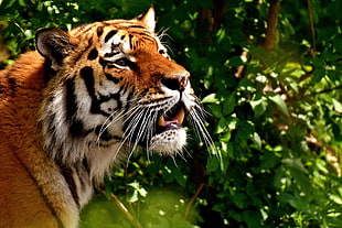 close-up photography of orange reddish tiger HD wallpaper