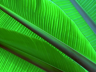 green banana leaves HD wallpaper