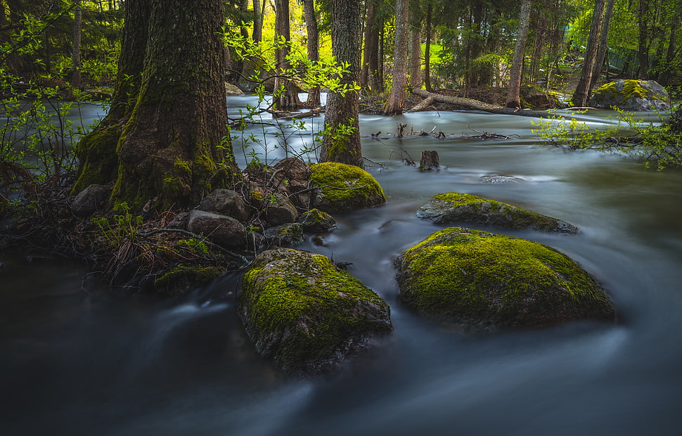 trees at river photo HD wallpaper