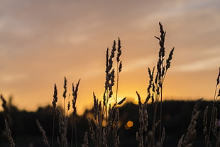 Brown Wheat during Sunset