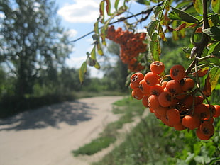 close up photo of orange fruits during daytime