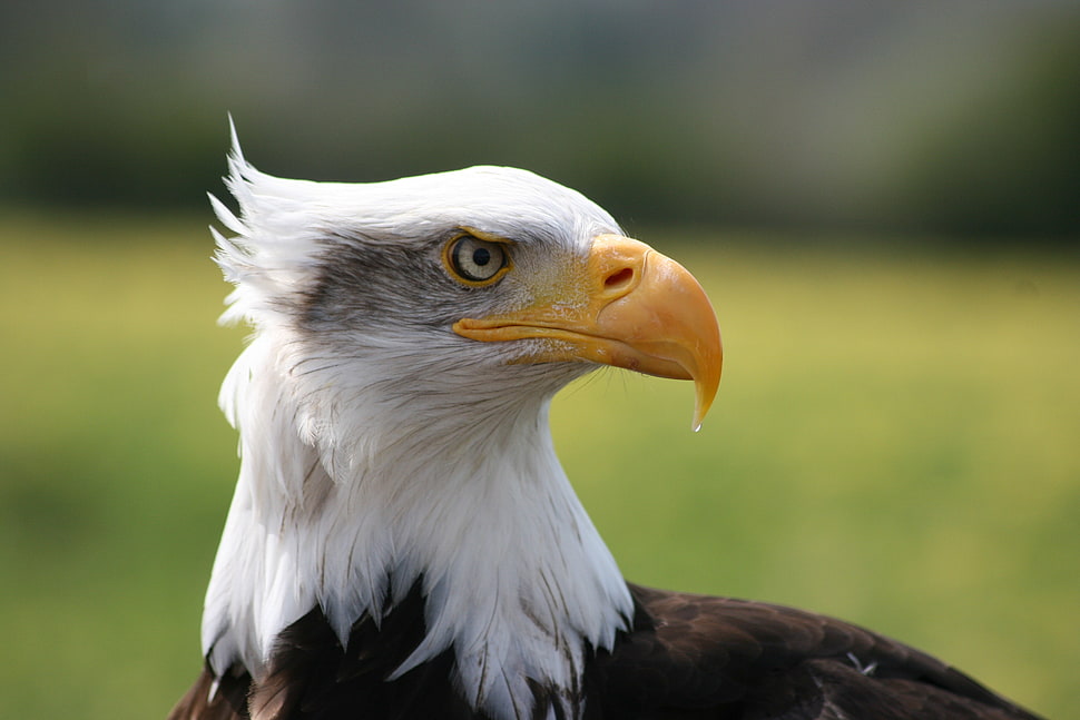 white bald eagle close up photo HD wallpaper