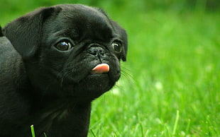 photography of black Pug puppy showing tongue