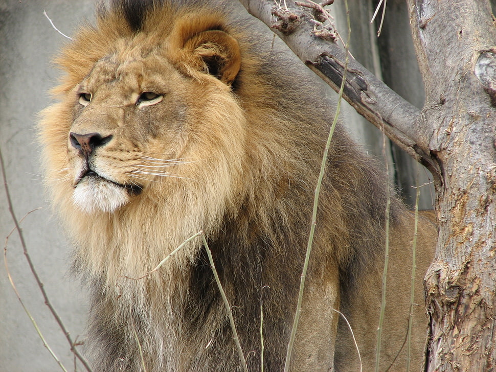 brown lion near the tree HD wallpaper