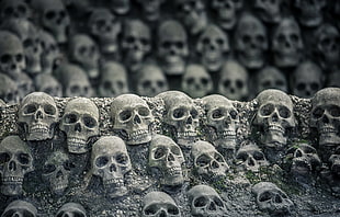 gray skull decor, bones, skull HD wallpaper