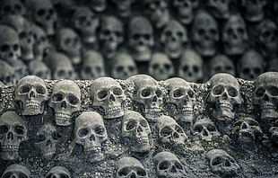 gray skull decor, bones, skull