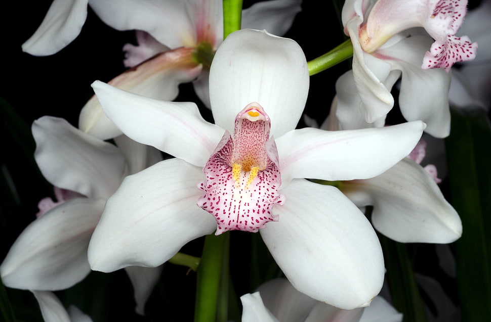 Orchid,  Flower,  Snow-white,  Branch HD wallpaper