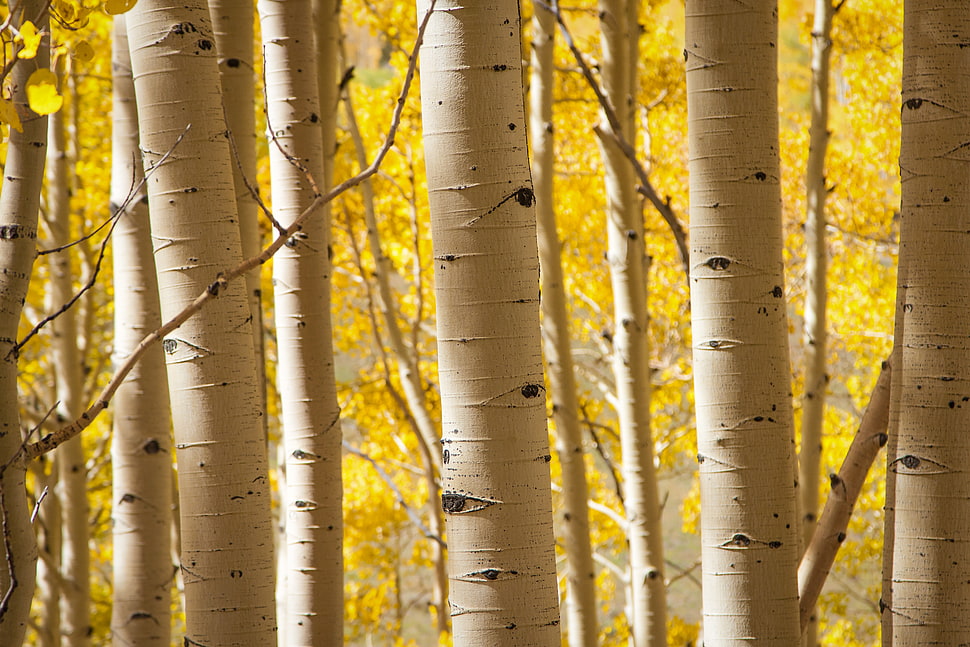 tree trunks during daytime HD wallpaper