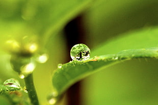 shallow focus photography of green leaf HD wallpaper