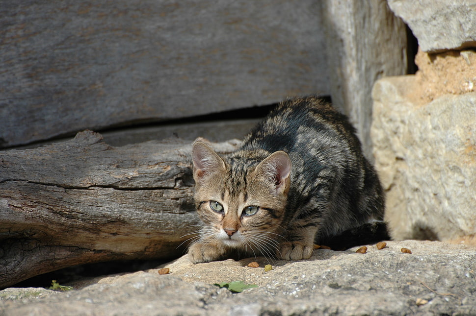 brown tabby kitten crouched near wood HD wallpaper