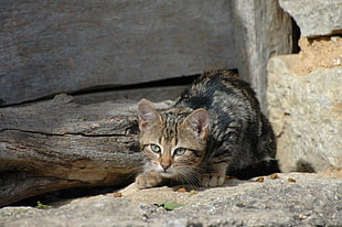 brown tabby kitten crouched near wood