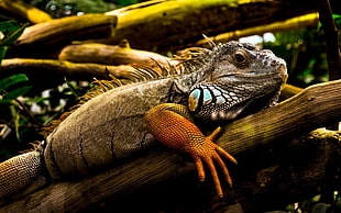 brown and black fish lure, animals, iguana, nature