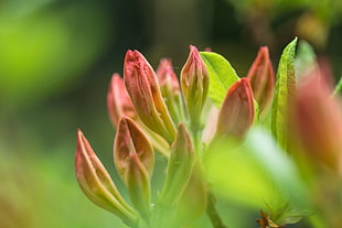 red and green flower buds at daytime
