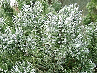 green and white Christmas tree