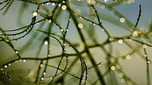 bokeh photography of vines with raindrops