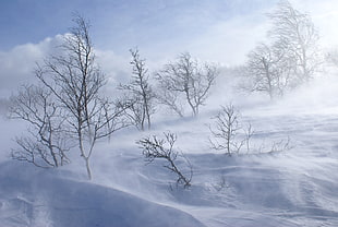 bald trees on snow field during daytime