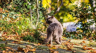 gray Persian cat, animals, cat, leaves, nature