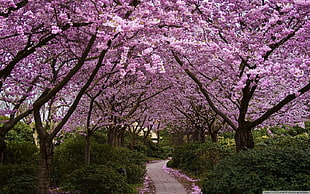 pink cherry blossom trees between road during daytime