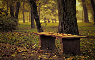 selective focus photography of brown wood-top gray metal-based trestle bench near tree during daytime