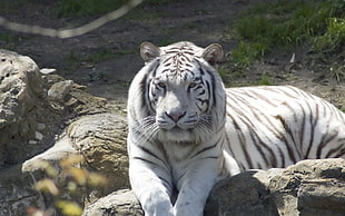 white and black tiger HD wallpaper