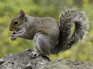 squirrel eating nut HD wallpaper