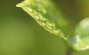 selective focus photography of green leaf plant