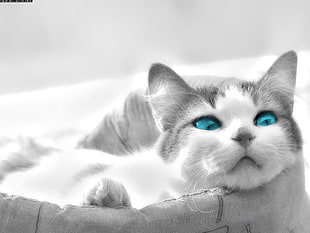 Russian blue kitten, animals, cat
