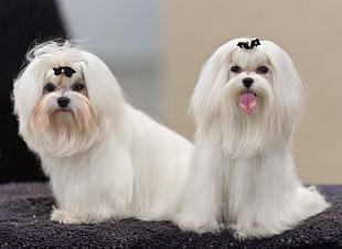 adult two Maltese