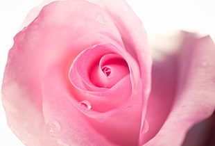 closeup photo of Peony flower, rose HD wallpaper