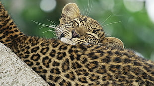 focal point photo of leopard sleeping