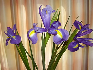 purple, green, and yellow flower