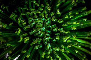 selective photo of green plants HD wallpaper
