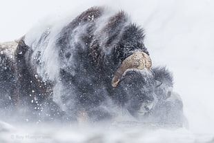 black bison, snow, buffalo