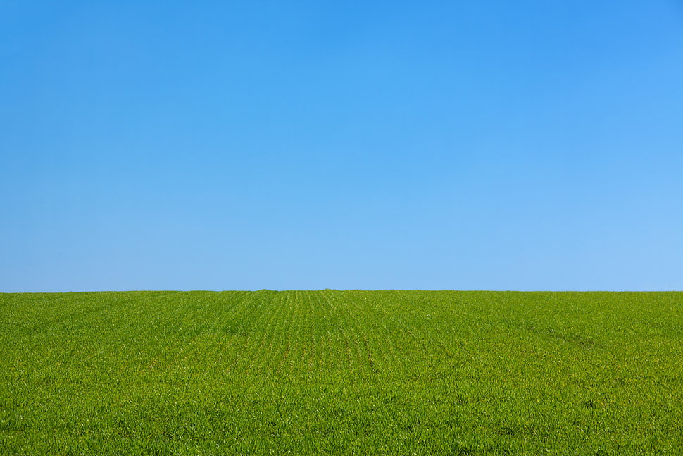 green grass field during daytime HD wallpaper