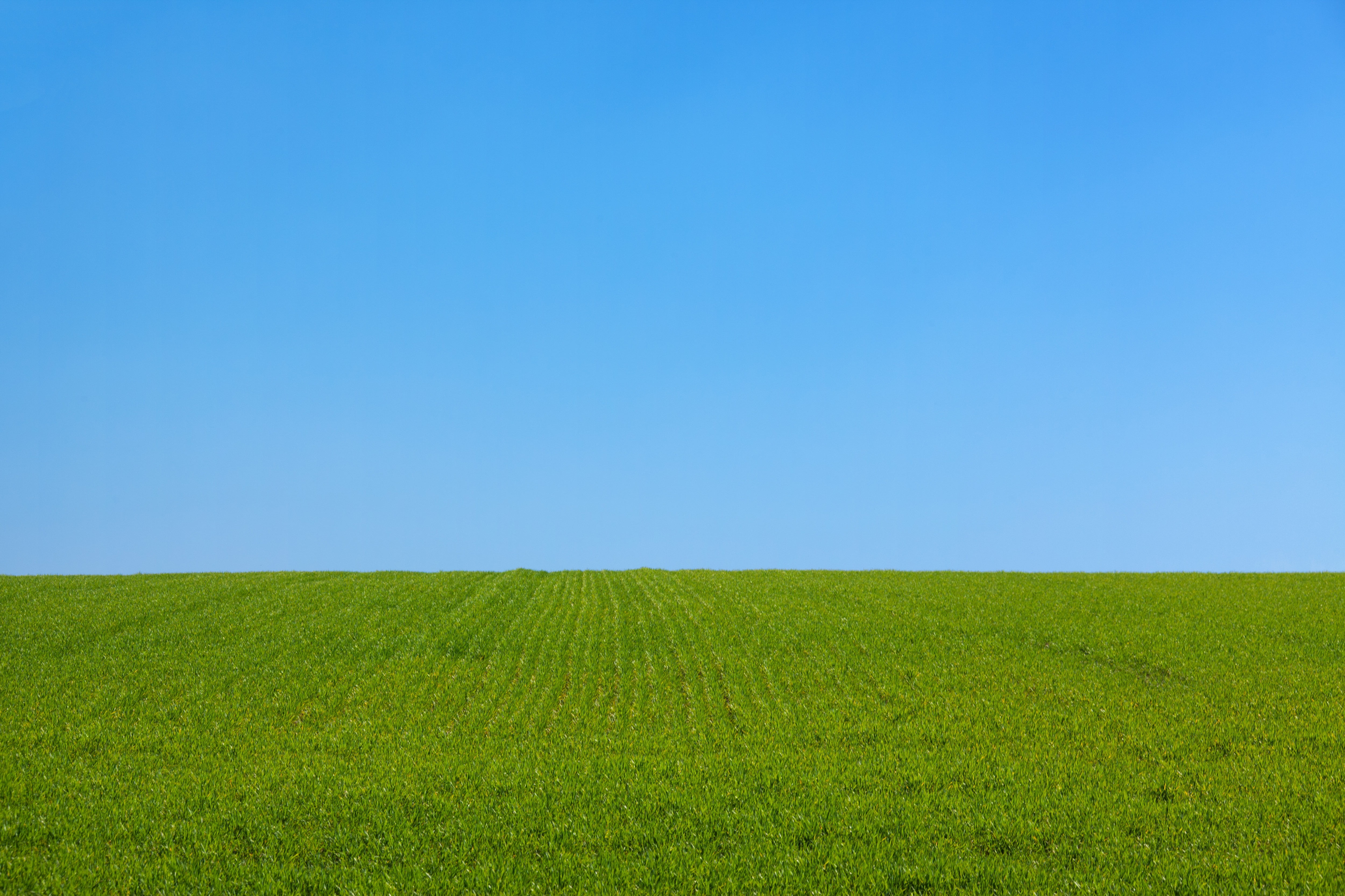 Green Grass Field During Daytime Hd Wallpaper Wallpaper Flare