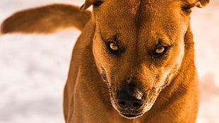 closeup photography of short-coated tan dog