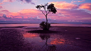 silhouette of tree, landscape, nature, sunset, reflection