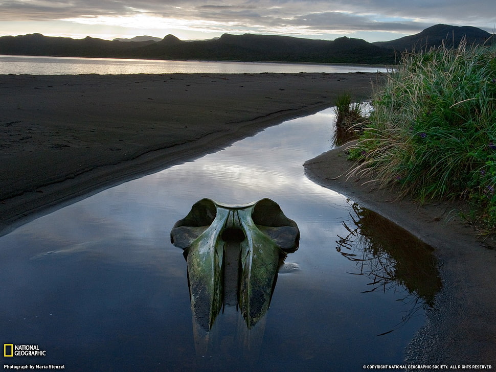 National Geographic beach shore photo, National Geographic, skull, river, Chile HD wallpaper