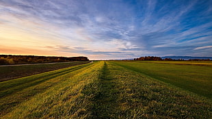 green grass field during golden hour