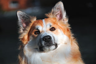 adult medium-coated white and orange dog