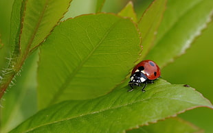 selective focus photo of ladybird on ovate plate HD wallpaper