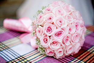pink and white Rose flowers