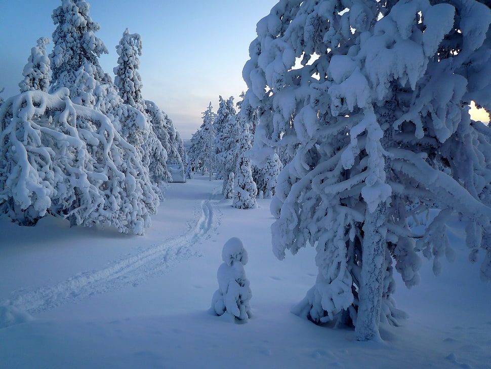 snow covered tree, winter HD wallpaper