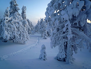 snow covered tree, winter