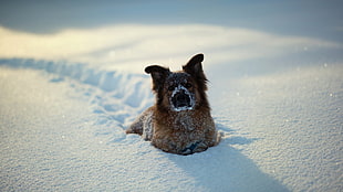 closeup photography of brown and tan dog lying on the snowy field