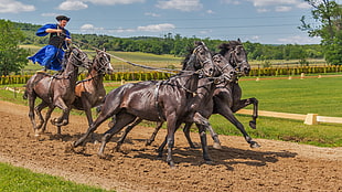 several black horses, horseman, horse, Hungary, HDR HD wallpaper