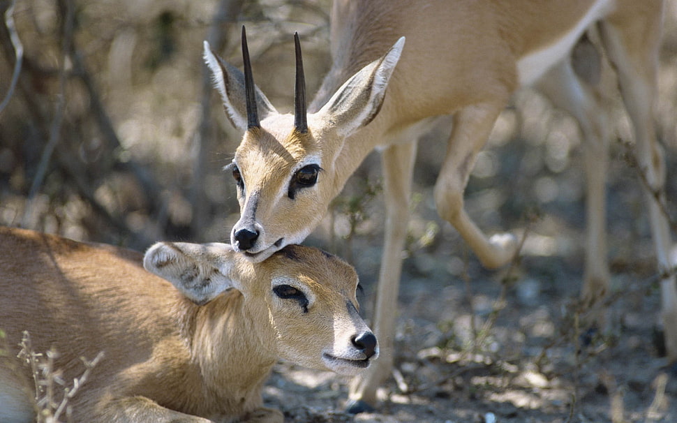 two brown doe HD wallpaper