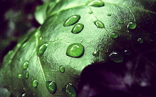 close-up photo of water dew in a green leaf